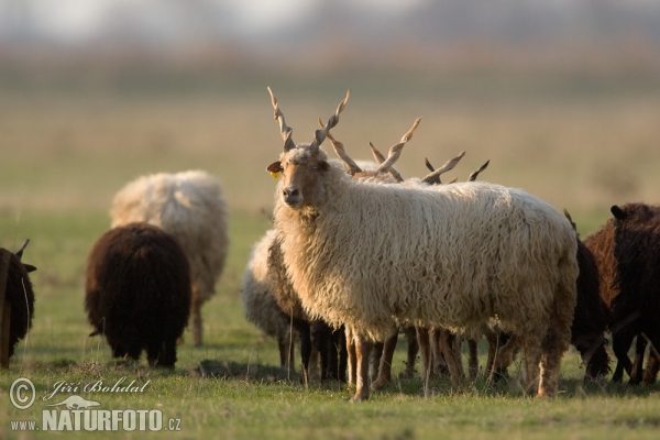 Ovis orientalis aries