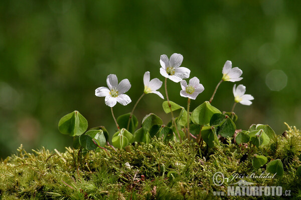 Oxalis acetosella