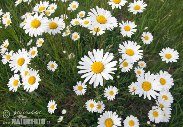 Oxeye Daisy (Leucanthemum vulgare)