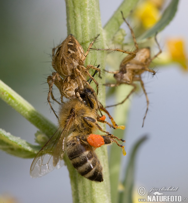 Oxyopes heterophthalmus