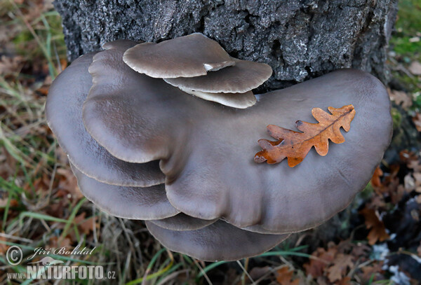 Oyster Mushroom Mushroom (Pleurotus ostreatus)