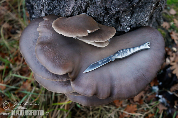 Oyster Mushroom Mushroom (Pleurotus ostreatus)