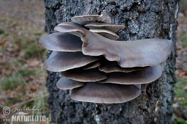 Oyster Mushroom Mushroom (Pleurotus ostreatus)