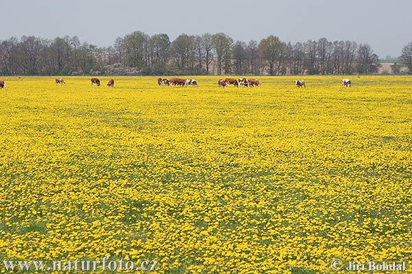 Paardenbloem