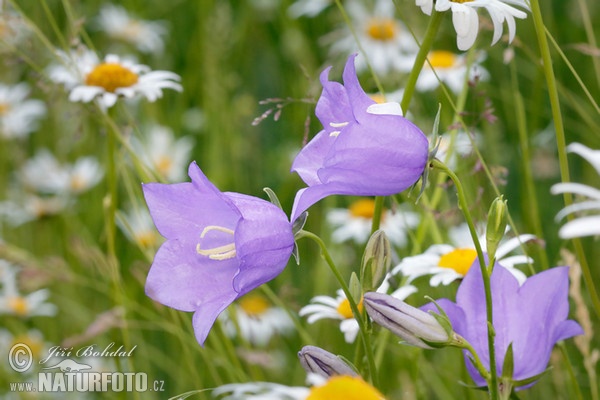 Pach-leaved Bellflower (Campanula persicifolia)