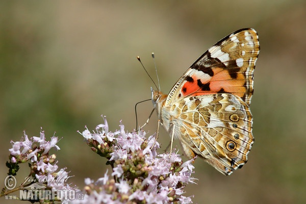 Painted Lady (Vanessa cardui)