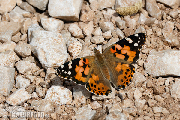 Painted Lady (Vanessa cardui)