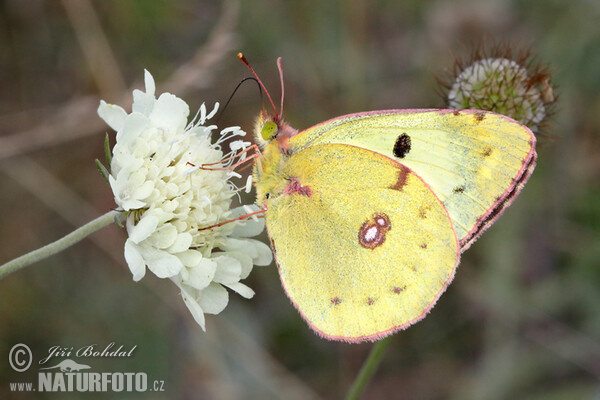 Pale Clouded Yellow (Colias hyale)