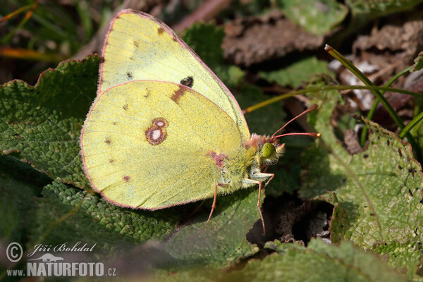 Pale Clouded Yellow (Colias hyale)