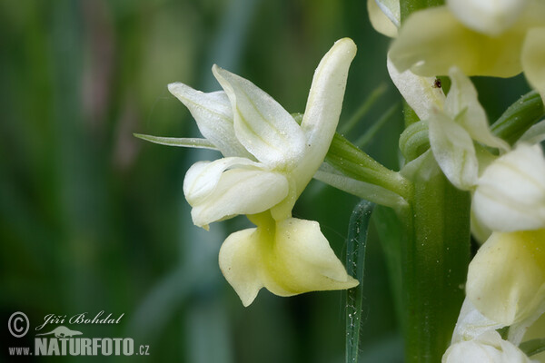 Pale-flowered Orchid (Orchis pallens)