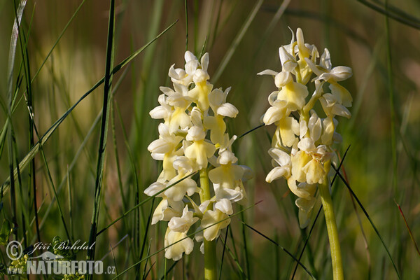 Pale-flowered Orchid (Orchis pallens)