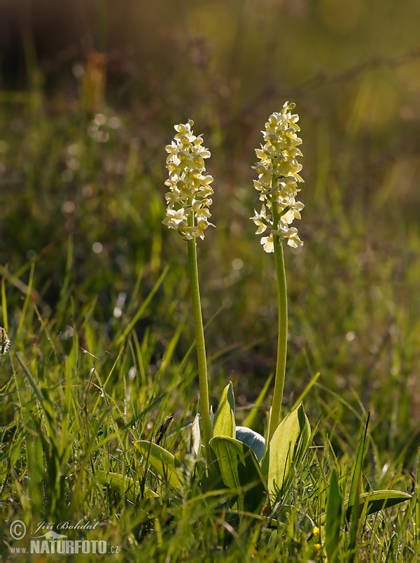 Pale-flowered Orchid (Orchis pallens)