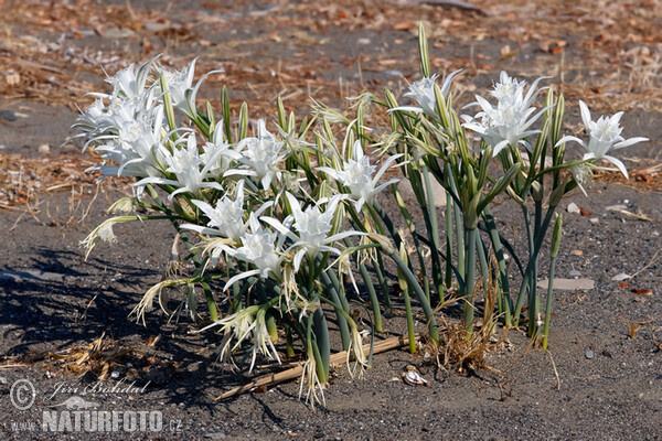 Pancratium maritimum