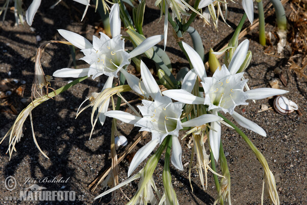 Pancratium maritimum
