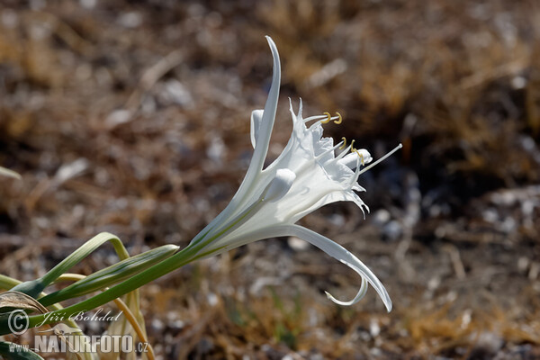 Pancratium maritimum