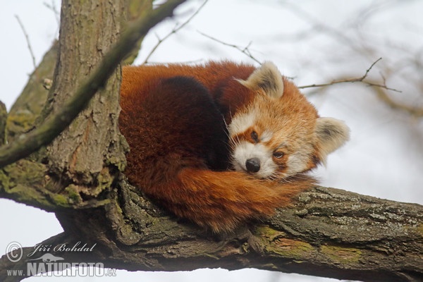 Panda rojo