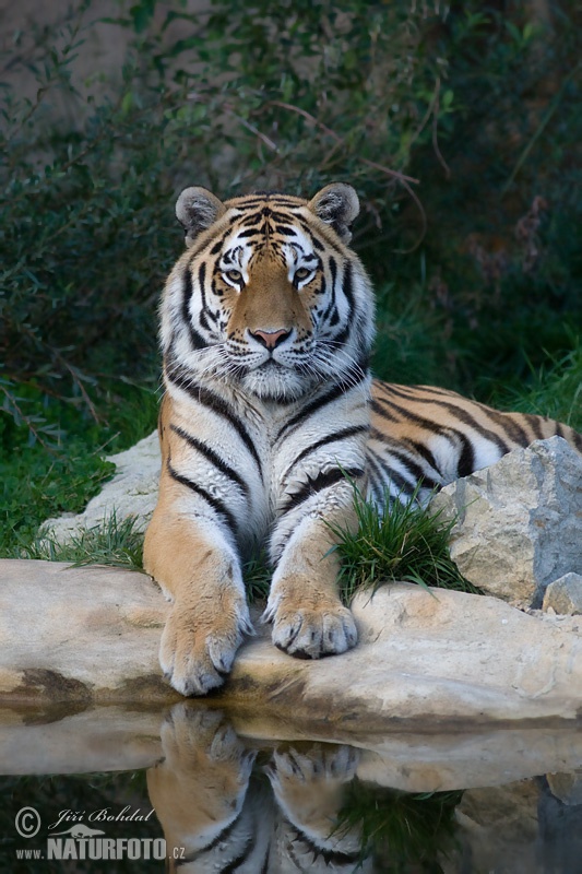 Panthera tigris altaica