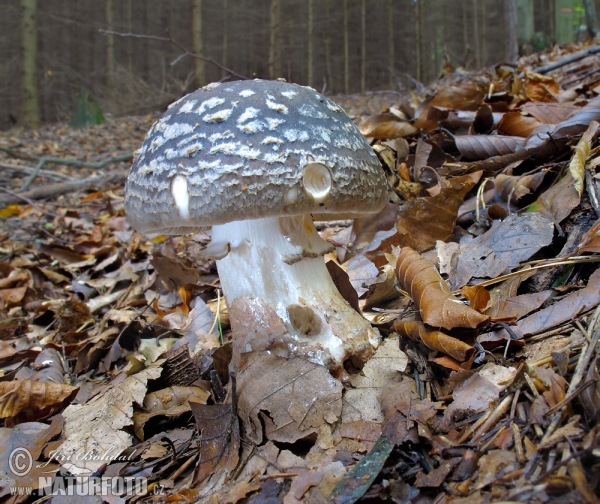 Panthercup Mushroom (Amanita pantherina)