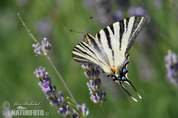 Papallona zebrada