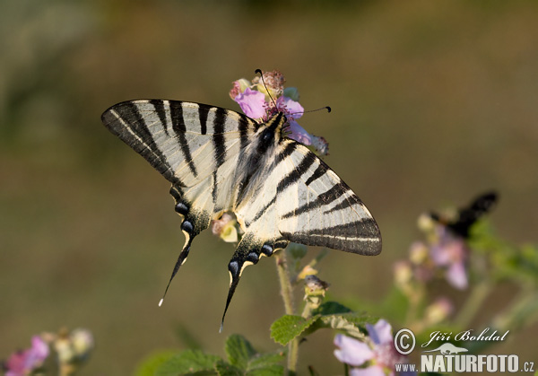 Papallona zebrada