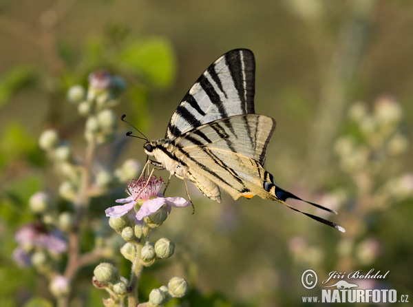 Papallona zebrada