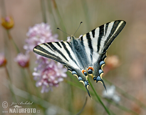 Papallona zebrada