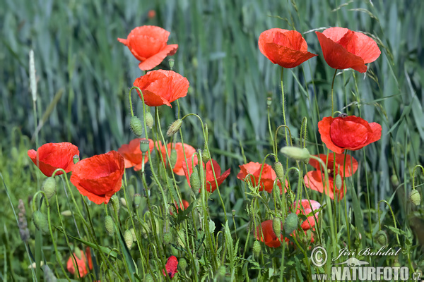 Papaver rhoeas