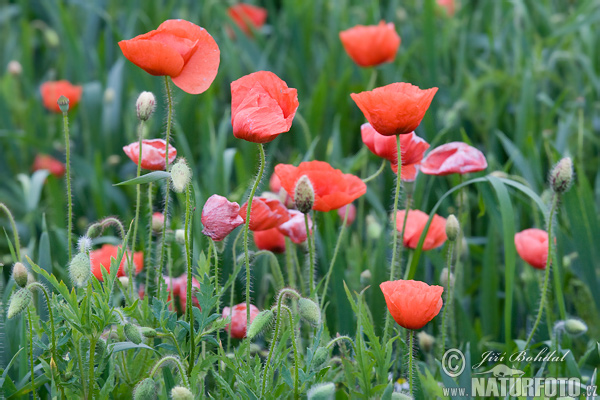 Papaver rhoeas