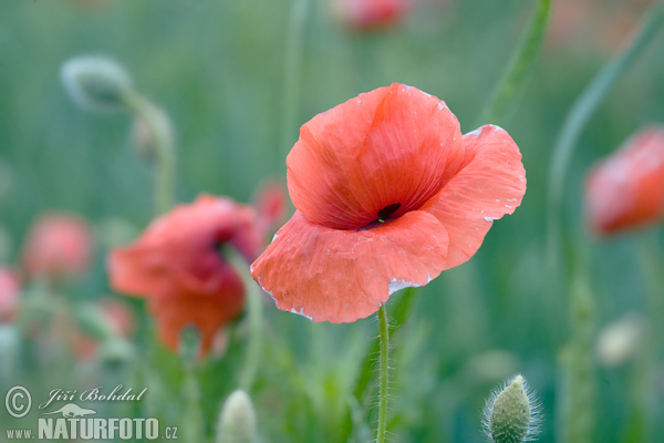 Papaver rhoeas