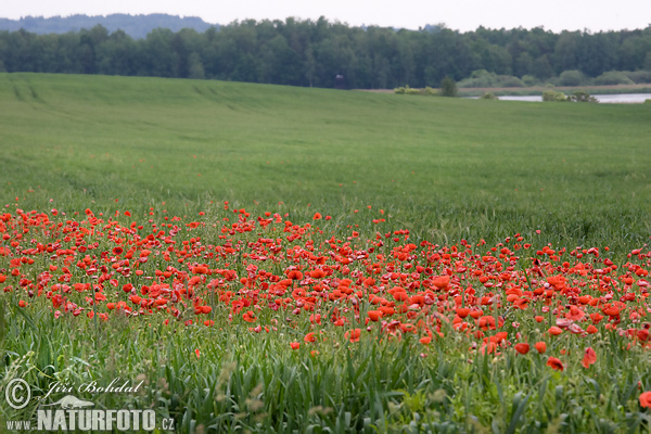 Papaver rhoeas