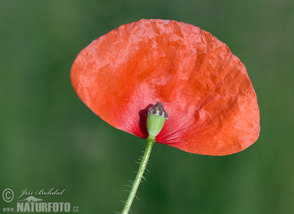 Papaver rhoeas