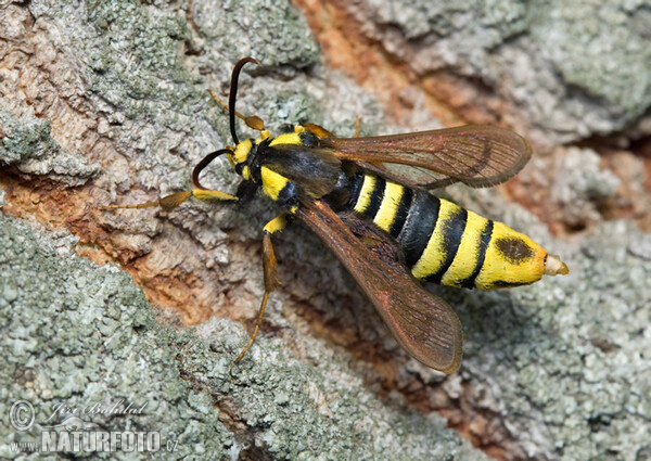 Papillon frelon