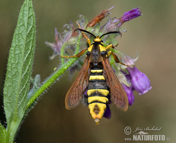 Papillon frelon