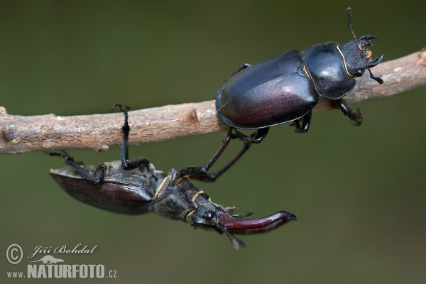 Paprastasis elniavabalis