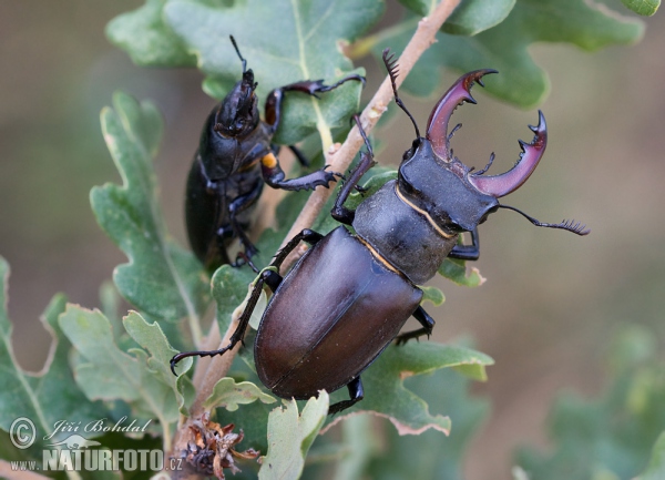 Paprastasis elniavabalis