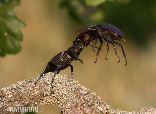 Paprastasis elniavabalis