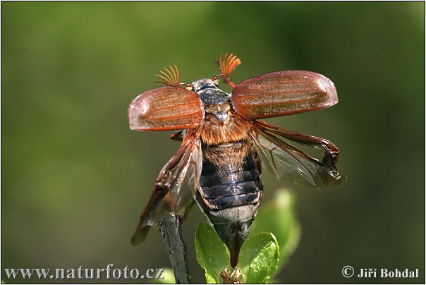 Paprastasis grambuolys