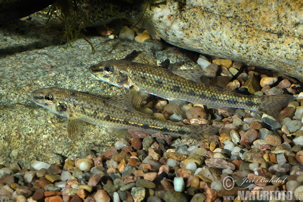 Paprastasis gružlys