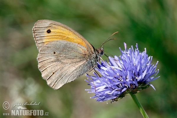 Paprastasis jautakis satyras