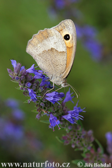 Paprastasis jautakis satyras