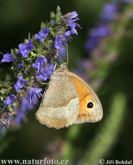 Paprastasis jautakis satyras