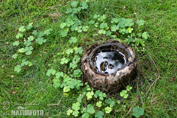 Paprastasis kiškiakopūstis