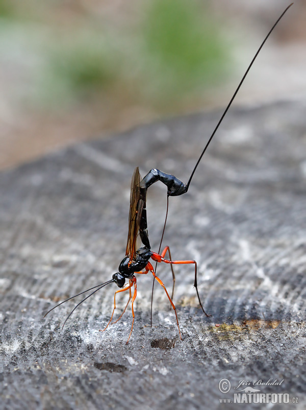 Parasitic Wasp (Dolichomitus mesocentrus)