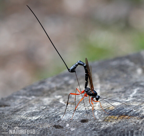 Parasitic Wasp (Dolichomitus mesocentrus)