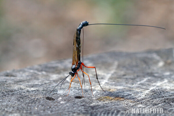 Parasitic Wasp (Dolichomitus mesocentrus)