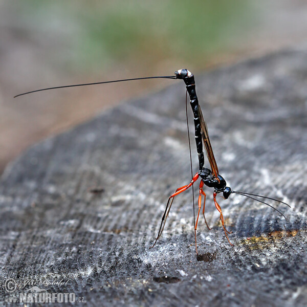 Parasitic Wasp (Dolichomitus mesocentrus)