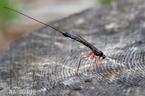 Parasitic Wasp (Dolichomitus mesocentrus)