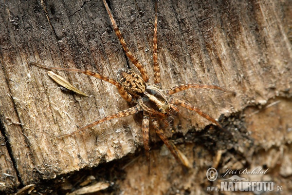 Pardosa lugubris