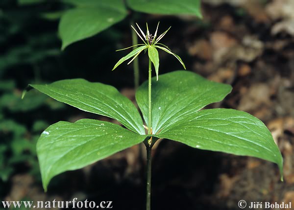 Paris quadrifolia