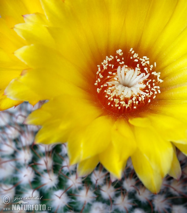 Parodia aureispina